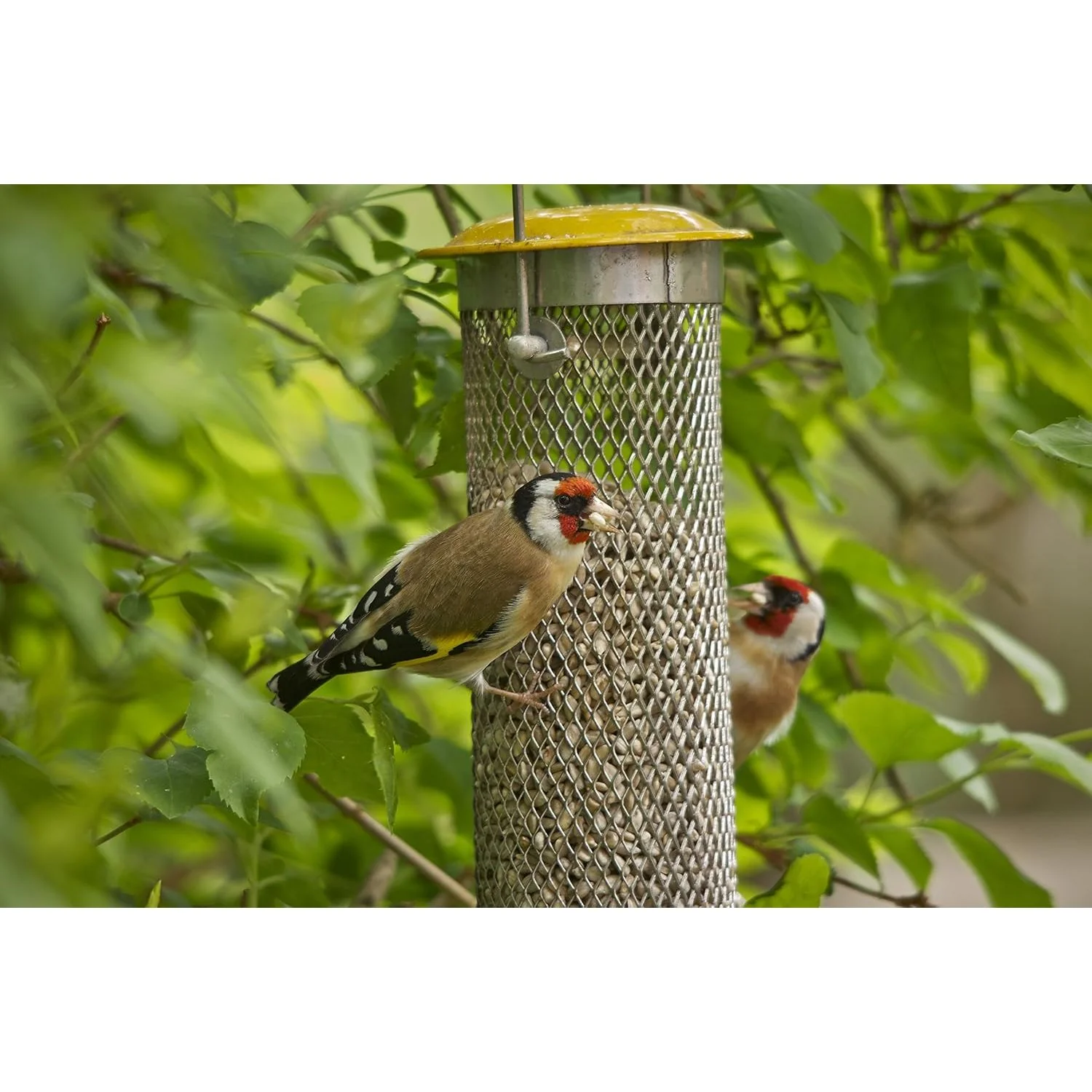 Peckish 60053033 All Weather Sunflower Heart Metal Bird Feeder, Large, Blue,Black - Image 3